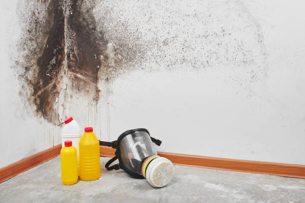 Best Mold Remediation  in Allen, TX