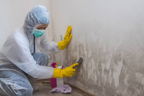 Best Attic Mold Removal  in Allen, TX
