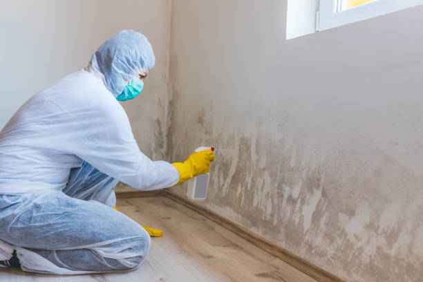 Mold Removal Process in Allen, TX