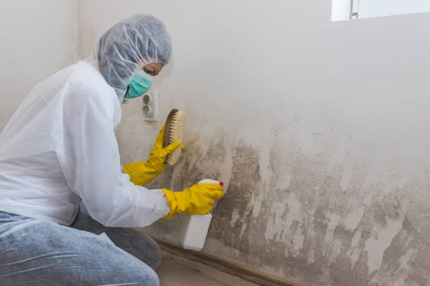 Best Emergency Mold Removal  in Allen, TX