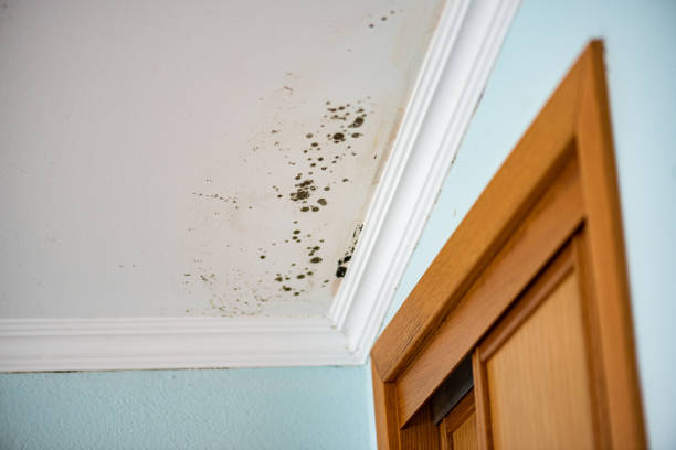 Best Office Mold Removal Services  in Allen, TX