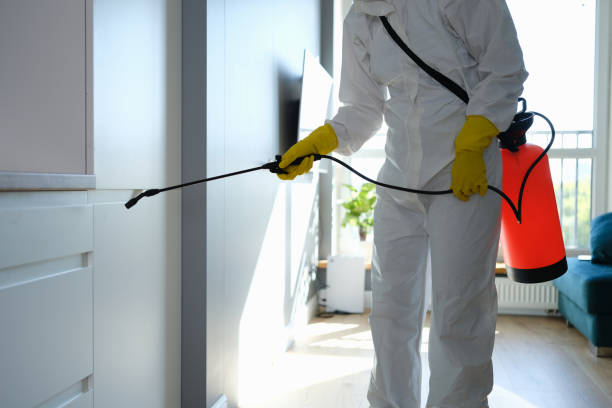 Best Black Mold Removal  in Allen, TX