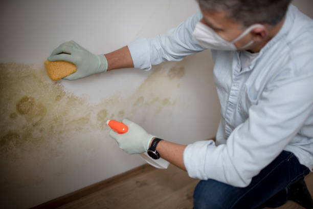 Best Mold Cleaning Services  in Allen, TX