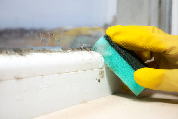Best Home Mold Removal  in Allen, TX