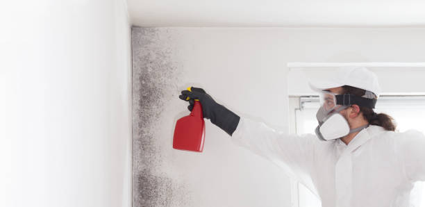 Allen, TX Mold Removal Company