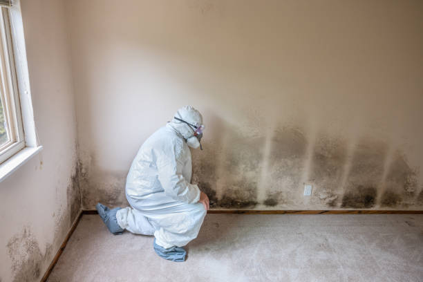 Best Commercial Mold Removal  in Allen, TX