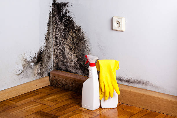 Best Commercial Mold Removal  in Allen, TX