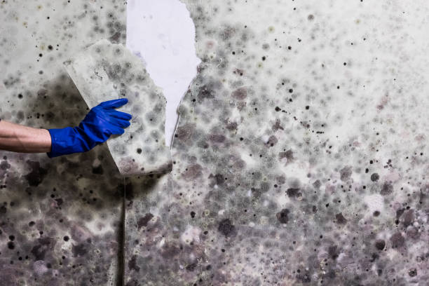 Best Professional Mold Removal  in Allen, TX
