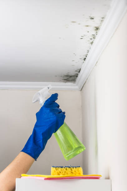 Allen, TX Mold Removal Pros
