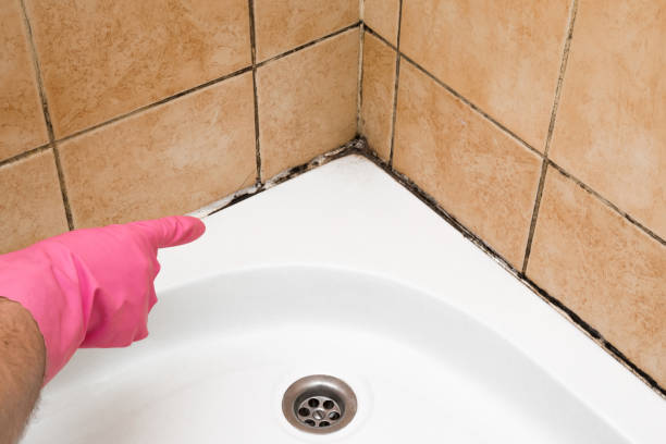 Best Affordable Mold Removal  in Allen, TX